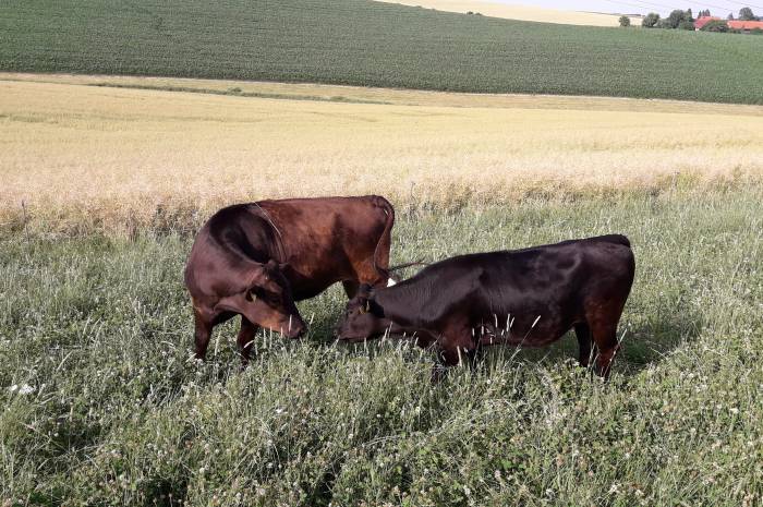 Rindfleisch aus Wagyu Zucht